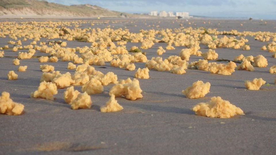 Záhadné žlté špongie vyplavené na francúzskom pobreží