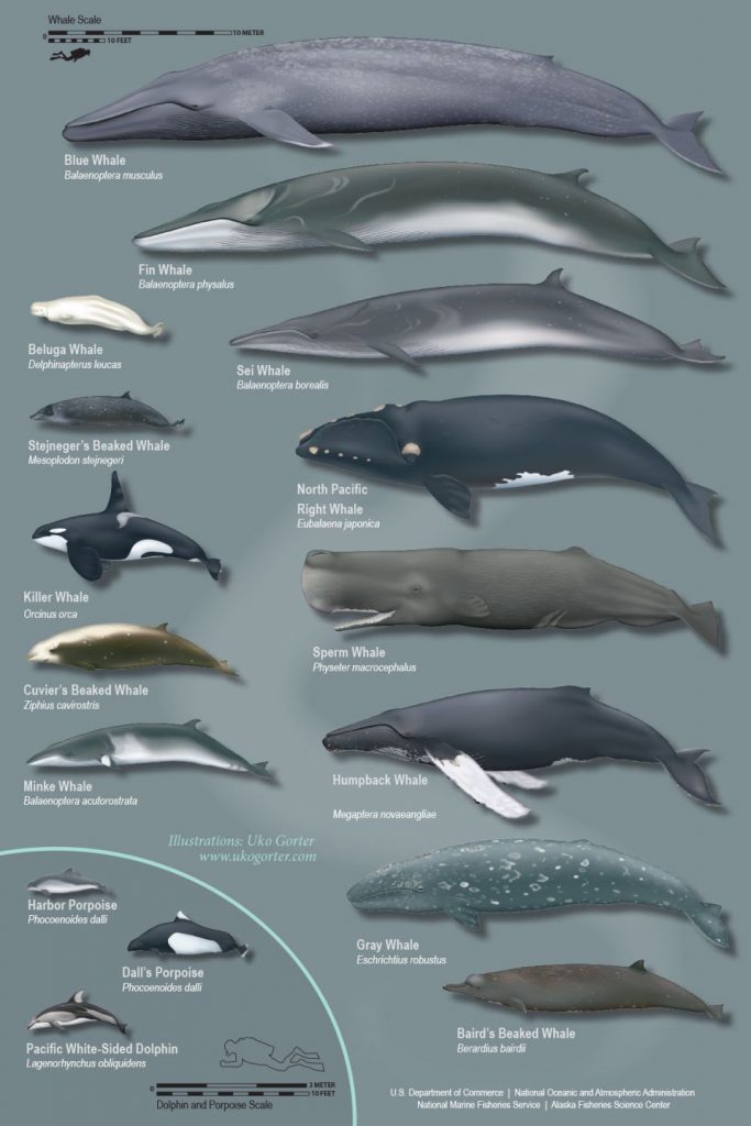 Aké zvuky robia veľryby? Vypočujte si hlasy rôznych druhov