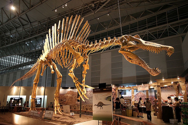 dinosaurus v múzeu